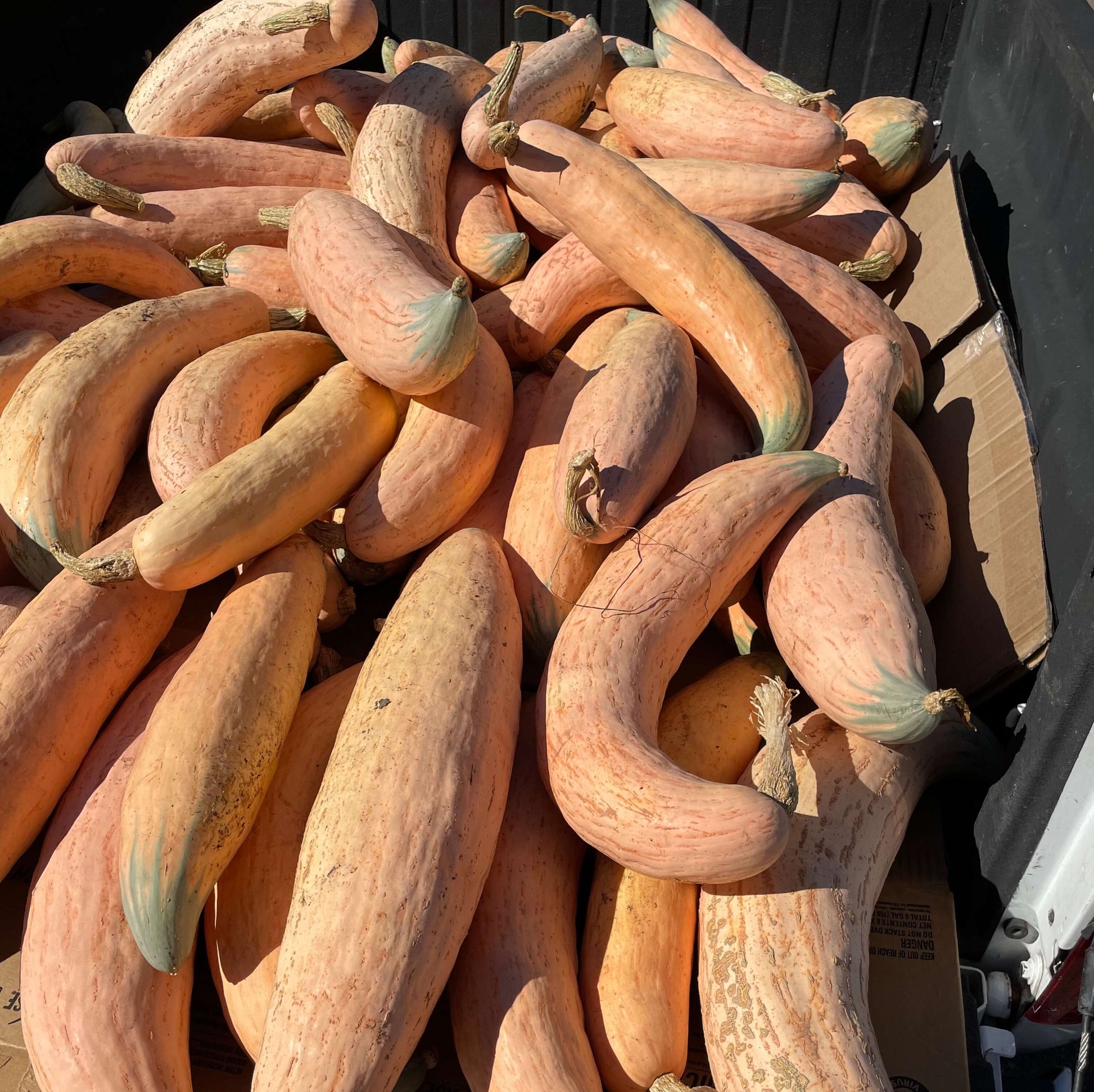 Large Winter Squash Seeds - Vegetable Plant