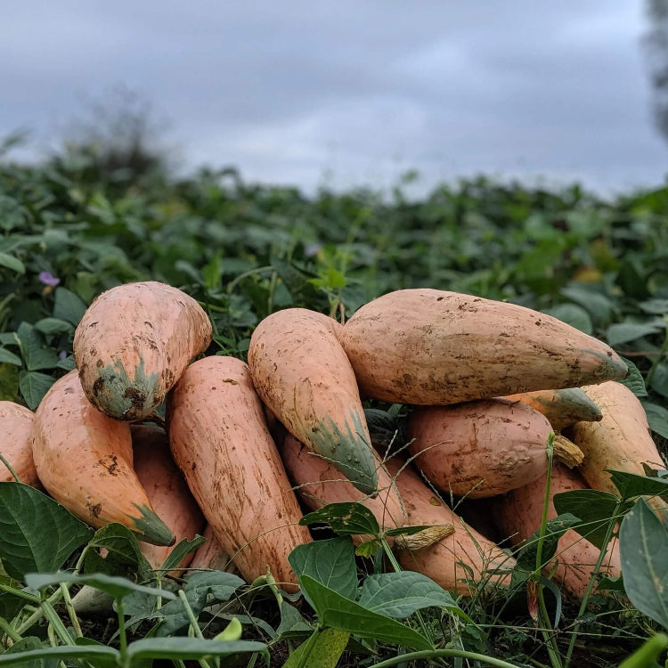 Large Winter Squash Seeds - Vegetable Plant