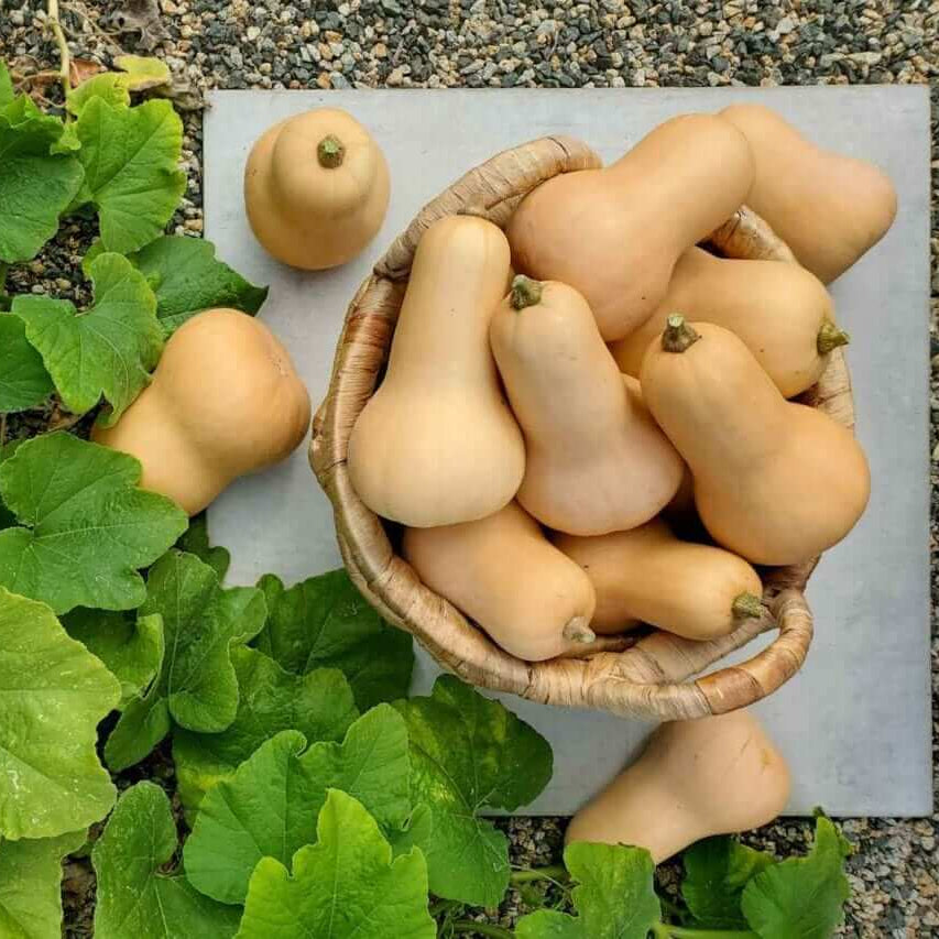 Large Winter Squash Seeds - Vegetable Plant