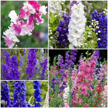 Larkspur Seeds  - All In One For Home Gardens