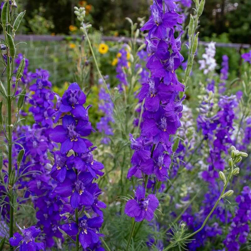 Larkspur Seeds  - All In One For Home Gardens