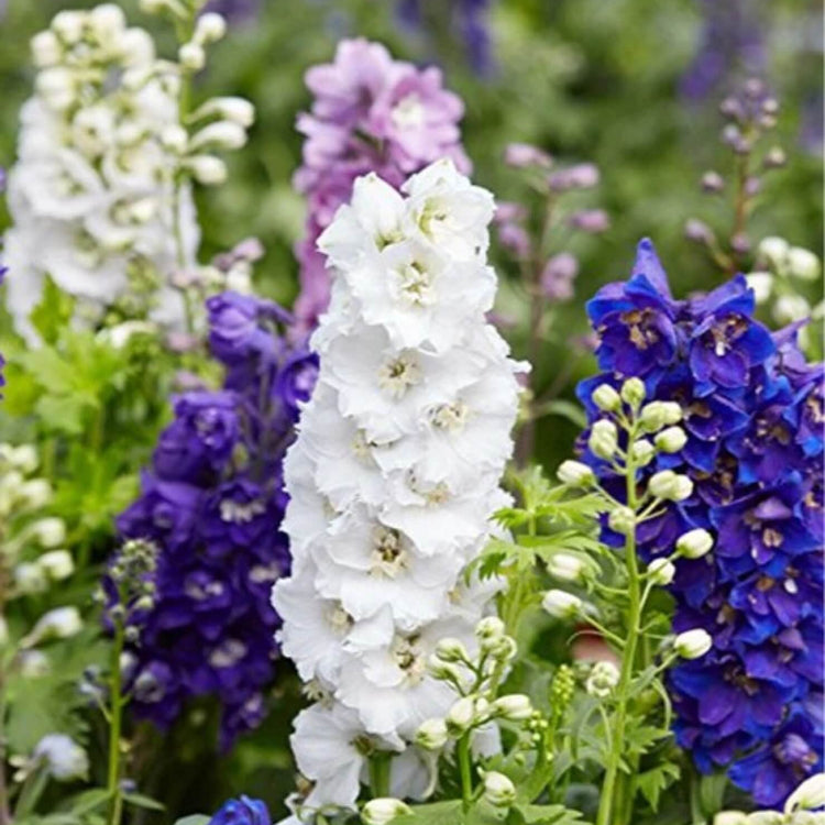 Larkspur Seeds  - All In One For Home Gardens