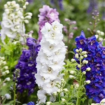 Larkspur Seeds  - All In One For Home Gardens
