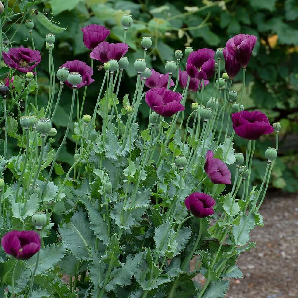 Lauren’s Grape Poppy Seeds - Flower Plant