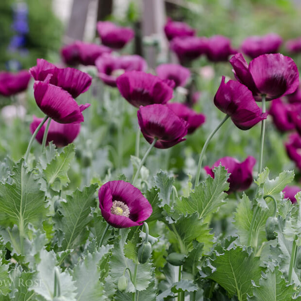 Lauren’s Grape Poppy Seeds - Flower Plant