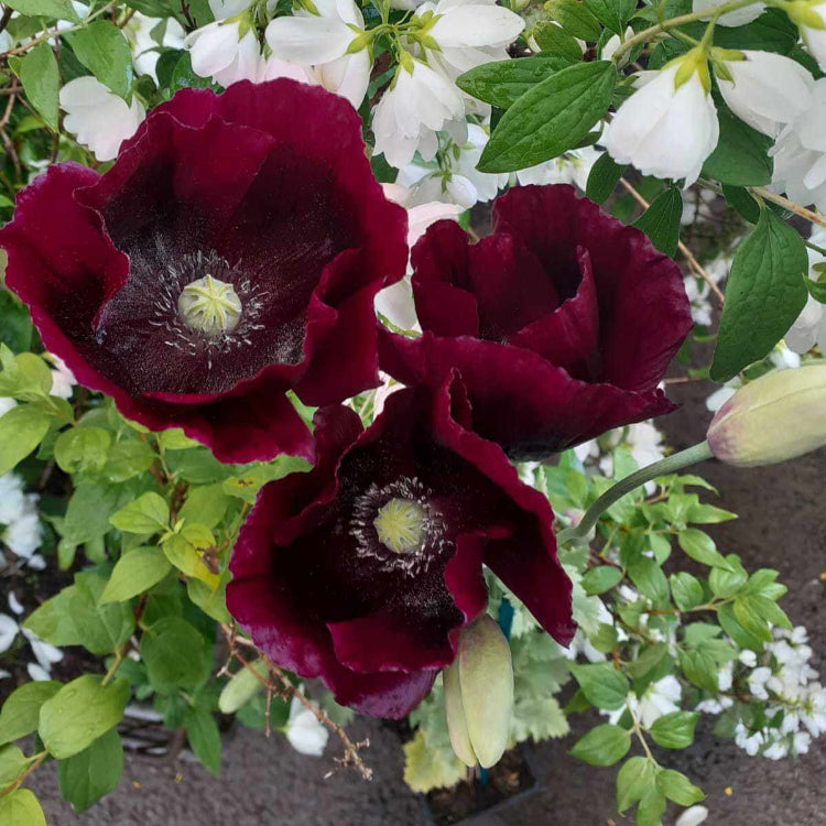 Lauren’s Grape Poppy Seeds - Flower Plant