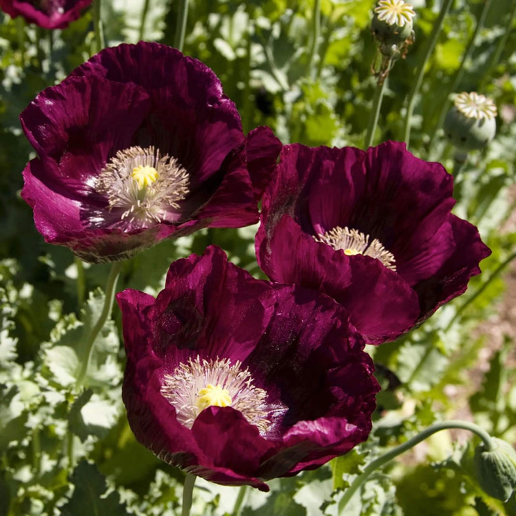 Lauren’s Grape Poppy Seeds - Flower Plant