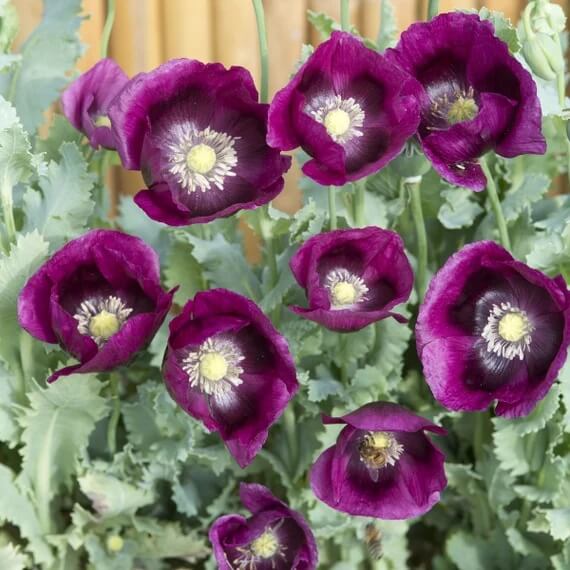 Lauren’s Grape Poppy Seeds - Flower Plant