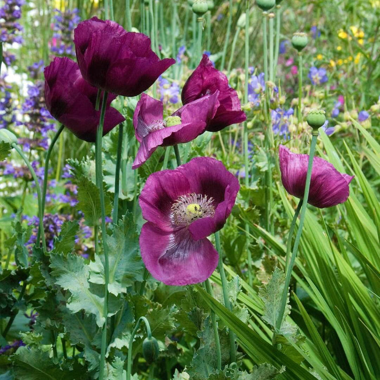 Lauren’s Grape Poppy Seeds - Flower Plant
