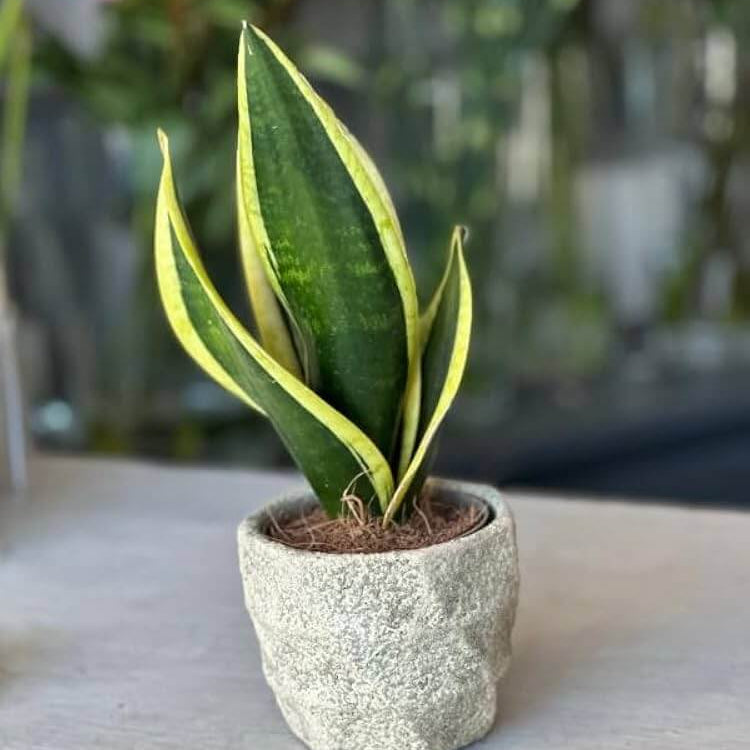 Laurentii Snake Plant Seeds