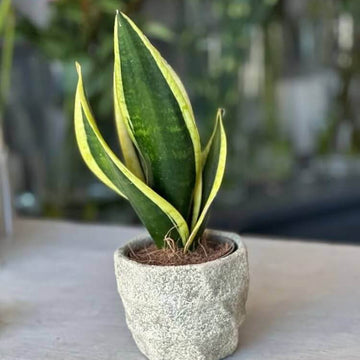 Laurentii Snake Plant Seeds