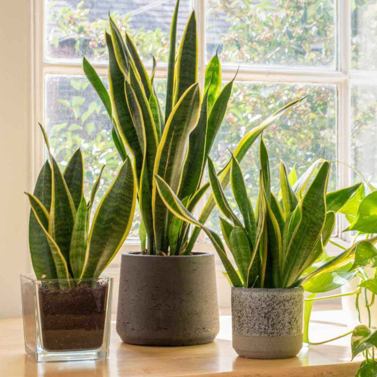 Laurentii Snake Plant Seeds