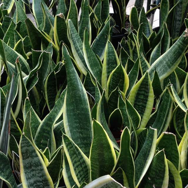 Laurentii Snake Plant Seeds