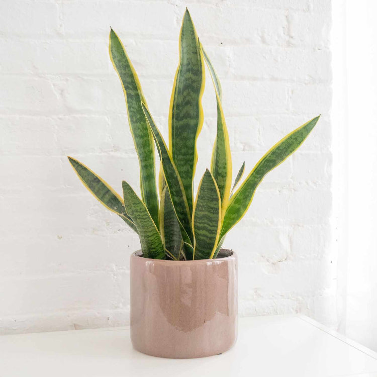 Laurentii Snake Plant Seeds