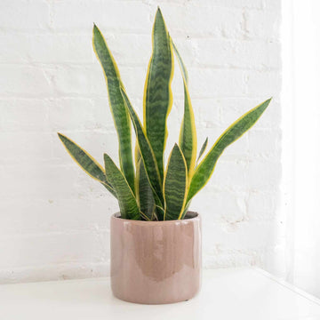 Laurentii Snake Plant Seeds