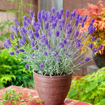 Lavandula Seeds