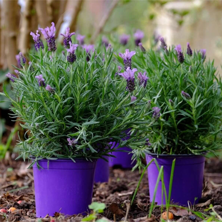 Lavandula Seeds