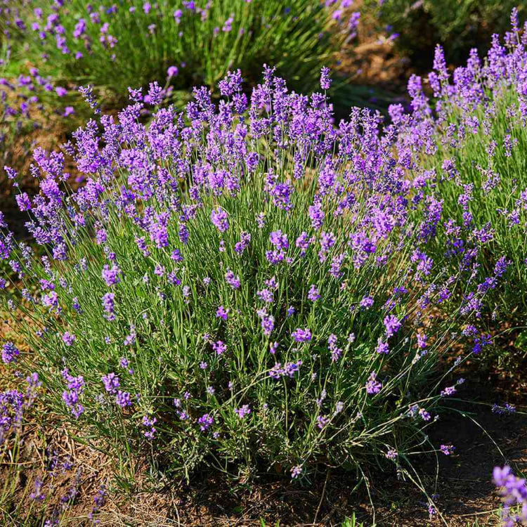 Lavandula Seeds