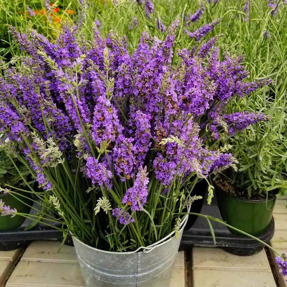 Lavandula Seeds