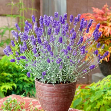 Lavandula Seeds for Planting