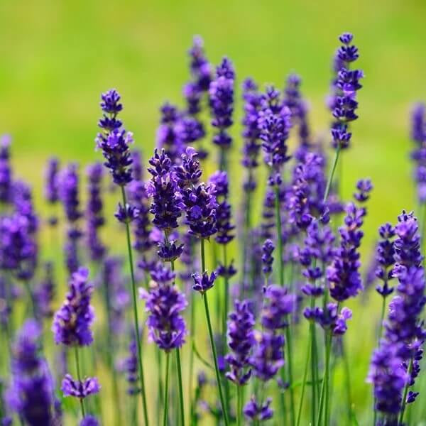 Lavandula angustifolia Seeds for Planting