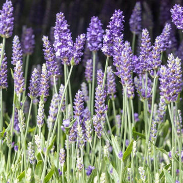 Lavandula angustifolia Seeds for Planting