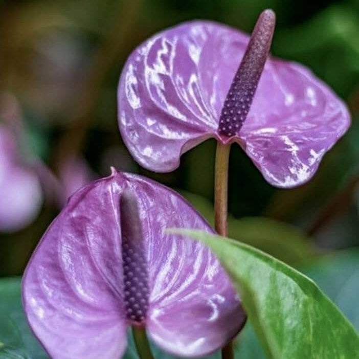  Lavender Anthurium seeds-windflower