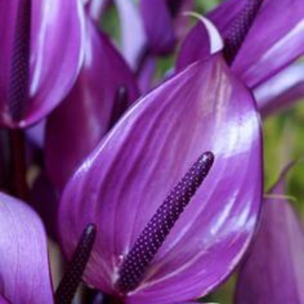  Lavender Anthurium seeds-windflower