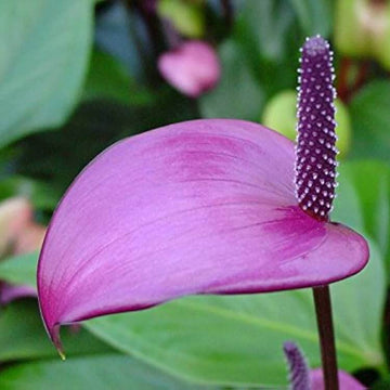  Lavender Anthurium seeds-windflower