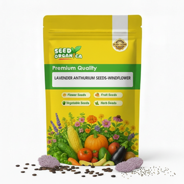 Lavender Anthurium seeds-windflower