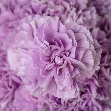 Lavender Carnation Seeds