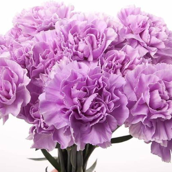 Lavender Carnation Seeds