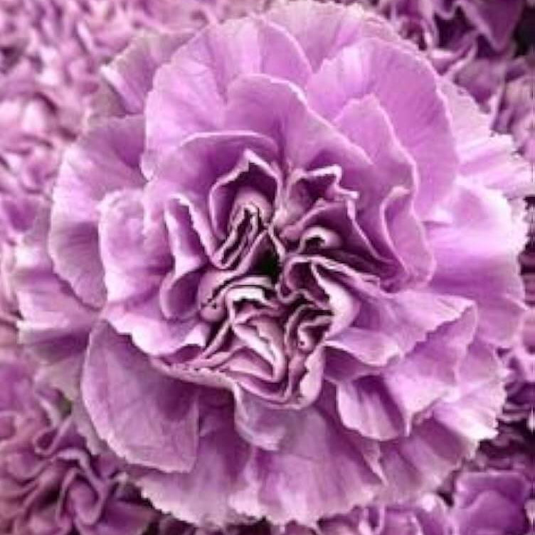 Lavender Carnation Seeds
