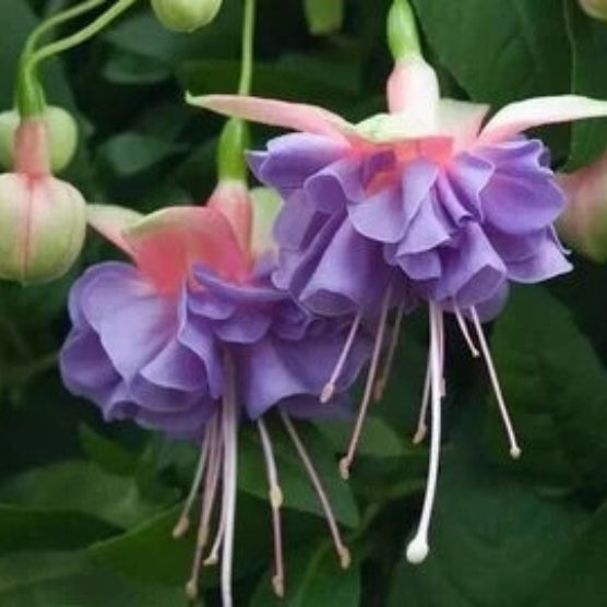 Lavender Mix Fuchsia Seeds