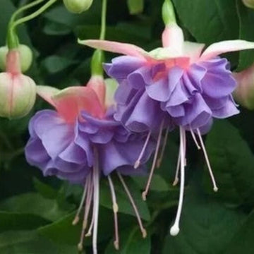Lavender Mix Fuchsia Seeds