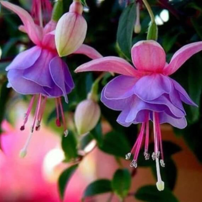 Lavender Mix Fuchsia Seeds