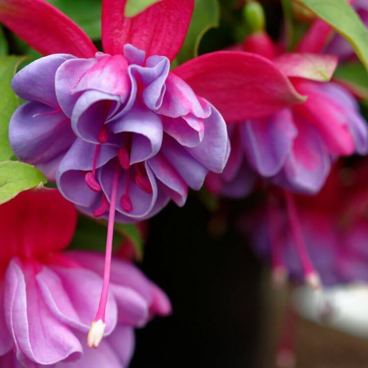 Lavender Mix Fuchsia Seeds
