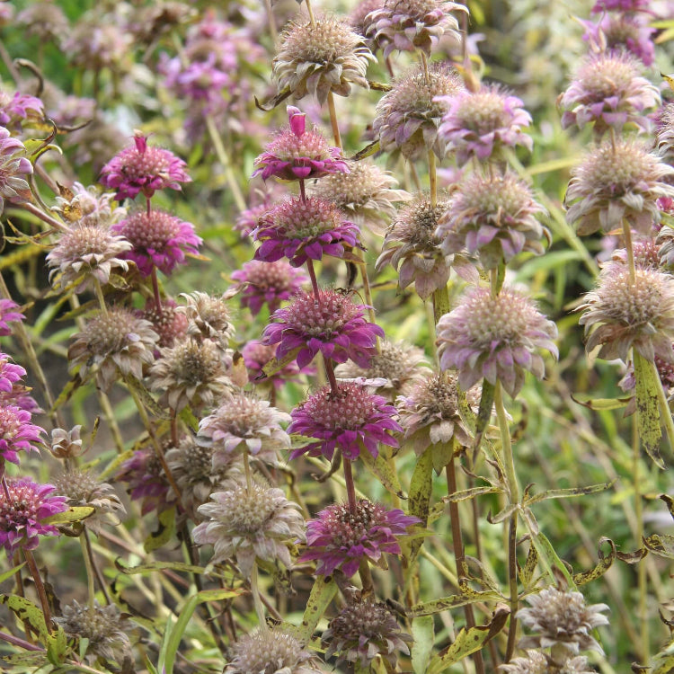 Lavender Monarda Seeds – Wildflower Mix, Heirloom