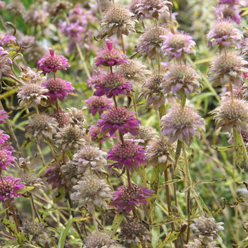 Lavender Monarda Seeds – Wildflower Mix, Heirloom