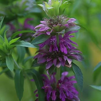 Lavender Monarda Seeds – Wildflower Mix, Heirloom