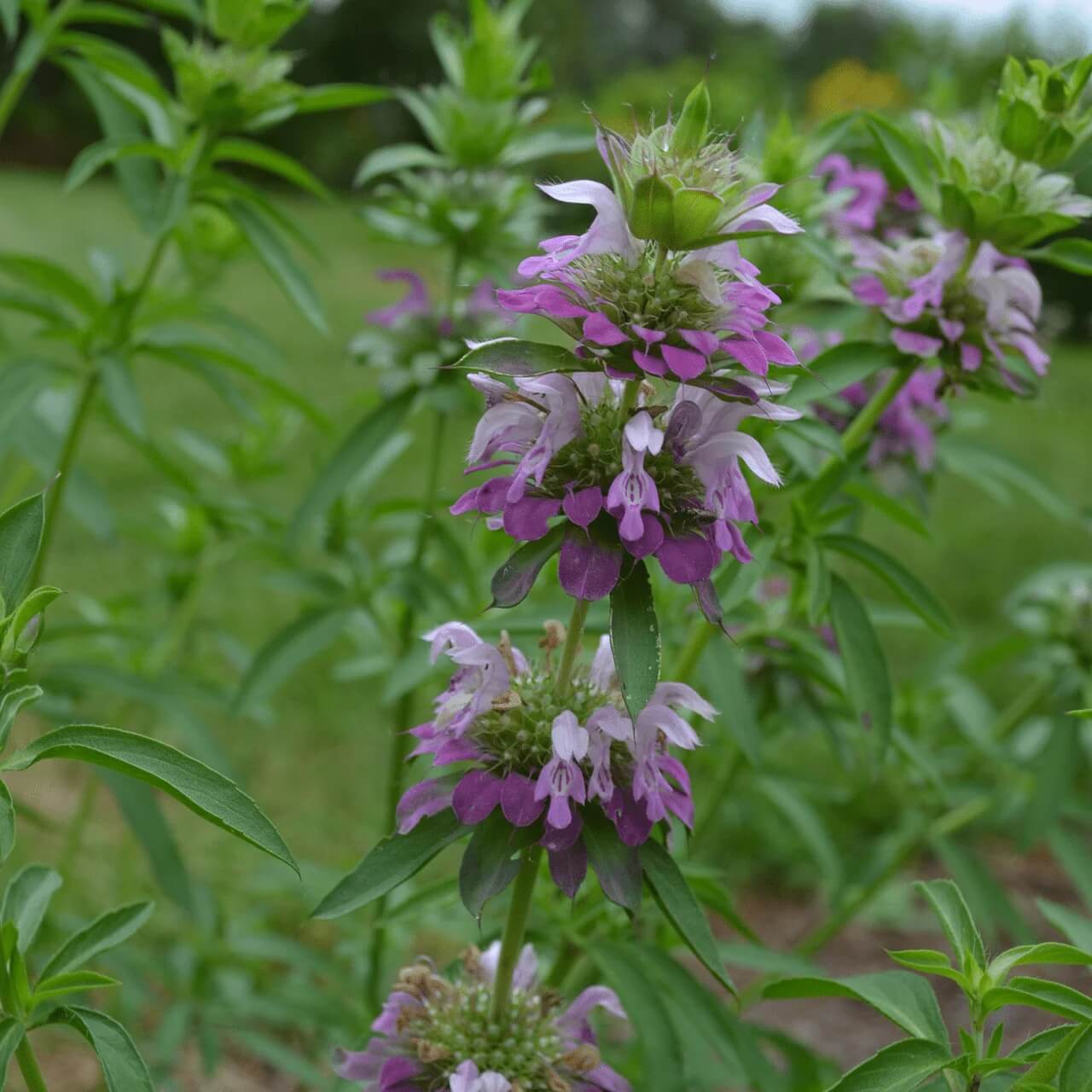 Lavender Monarda Seeds – Wildflower Mix, Heirloom