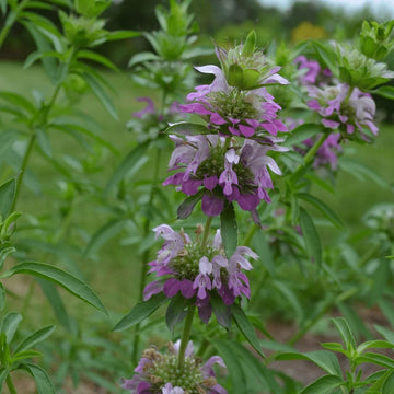 Lavender Monarda Seeds – Wildflower Mix, Heirloom