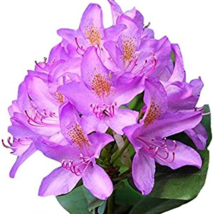 Lavender Rhododendron Azalea Seeds