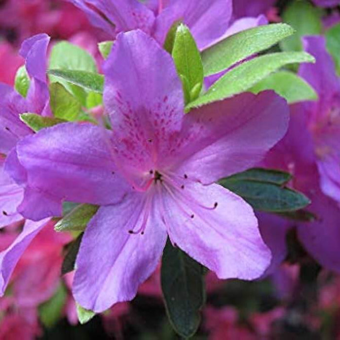 Lavender Rhododendron Azalea Seeds