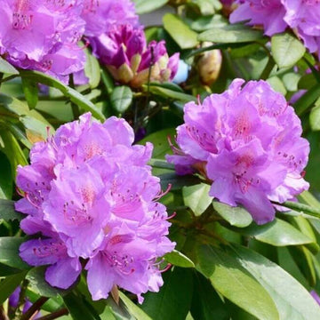 Lavender Rhododendron Azalea Seeds