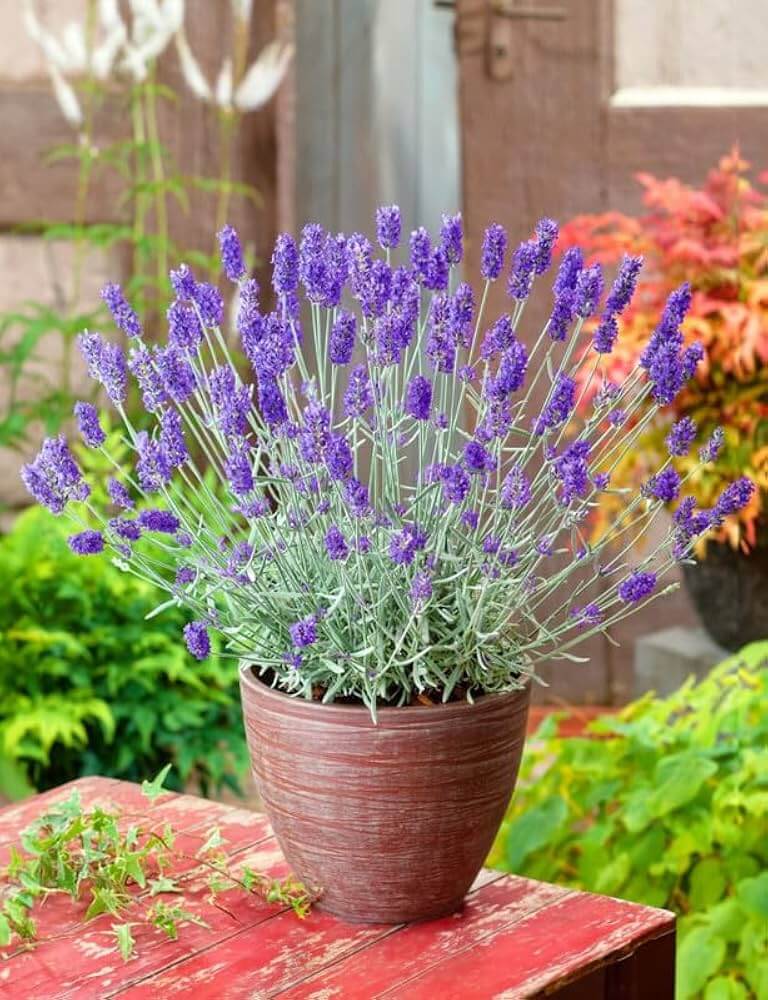 Lavender Seeds