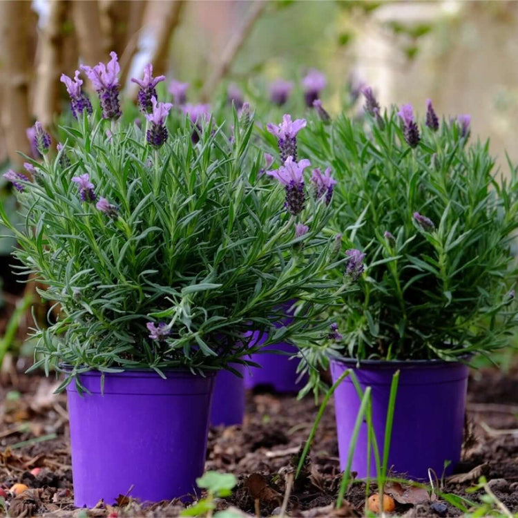 Lavender Seeds