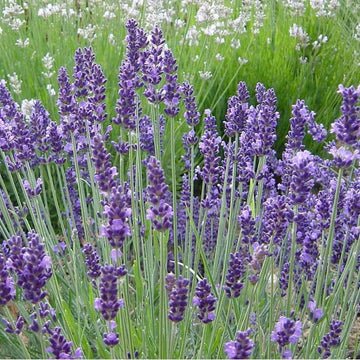 Lavender Seeds