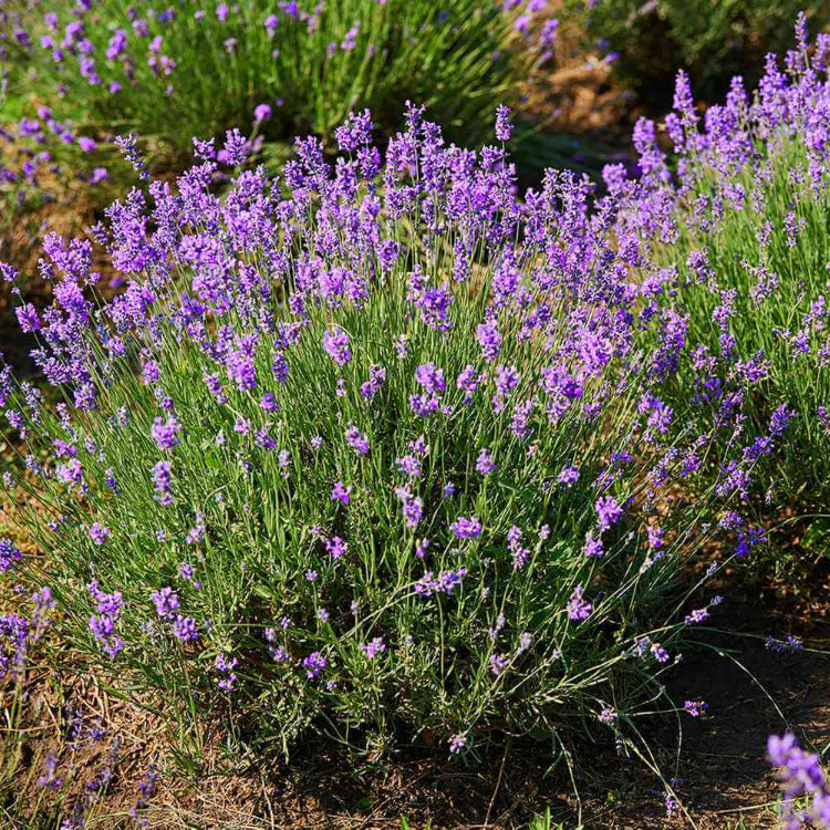 Lavender Seeds