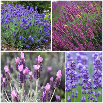 Lavender Seeds - All In One For Home Gardens